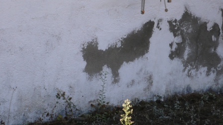 Rising damp