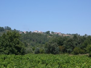 small village surrounded by vines close to Penela and miranda do corvo